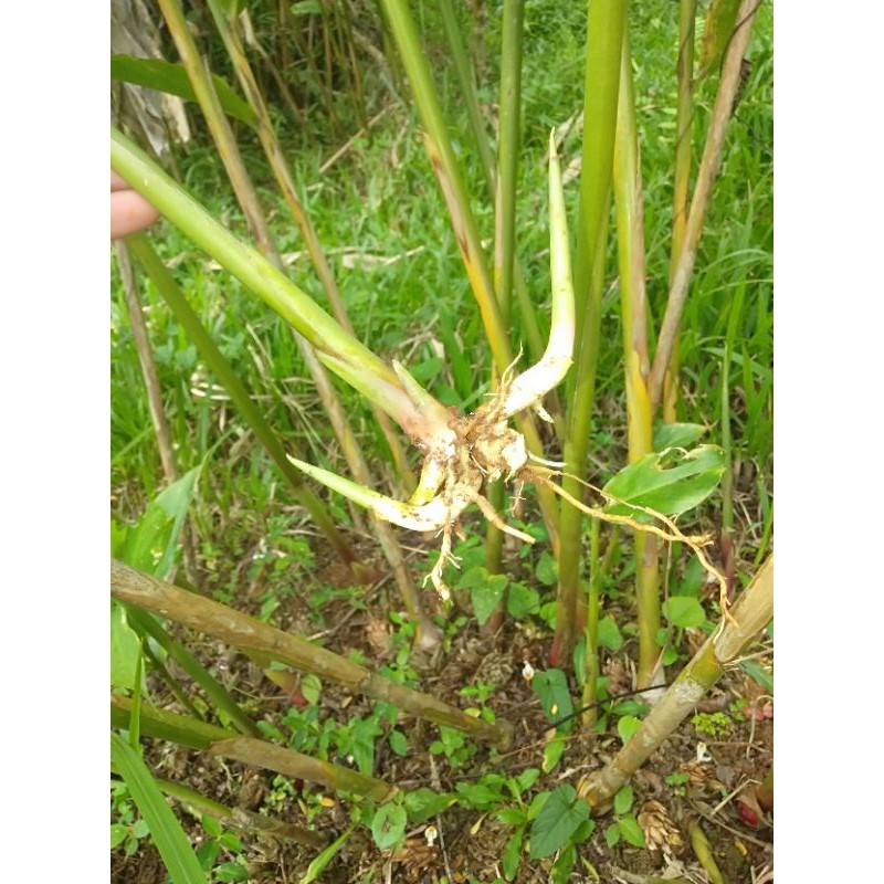 Kapulaga Hibrida Bibit Kapulaga Hibrida Kualitas Terbaik