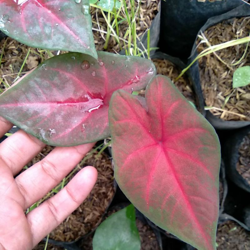 Bibit Keladi Mirzani / caladium Mirzani