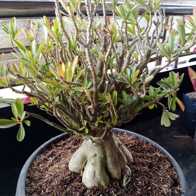 BUNGA  ADENIUM CABANG SERIBU/ ADENIUM CABSER