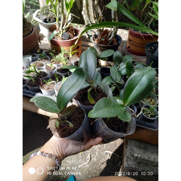 Anggrek bulan remaja