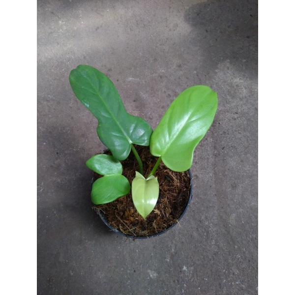 philodendron violin golden