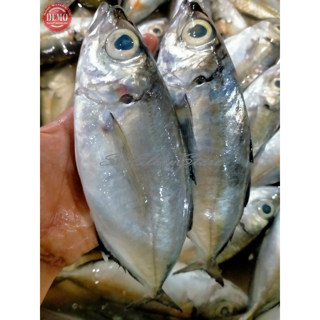 

IKAN KEMBUNG SEGAR MATA BESAR Ikan Segar Laut Fresh