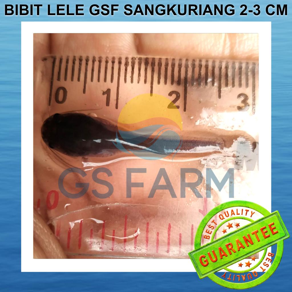 Bibit Lele Sangkuriang 2-3 cm Terbaik GSF Ikan Lele 2-3cm GS FARM