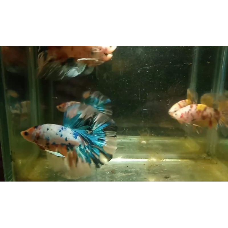 

hm nemo/multy
