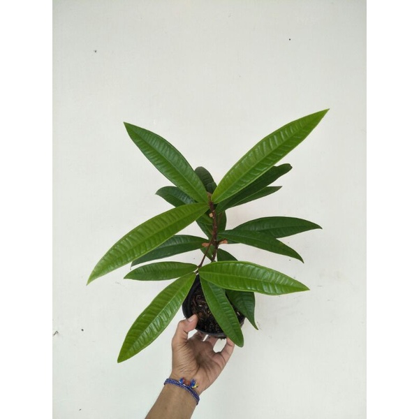 Syzygium sp celebes / Jambu ruruhi