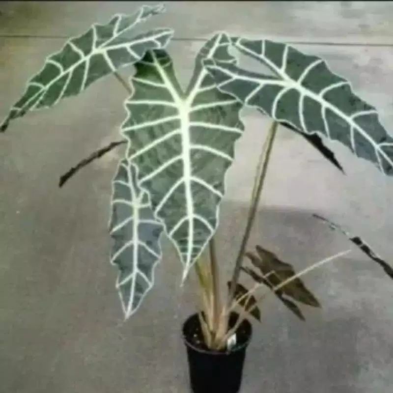 tanaman hias keladi tengkorak LOKAL /caladium tengkorak/keladi amazon lokal