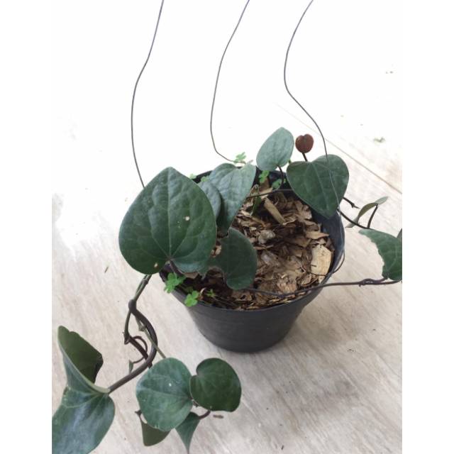 Sirih hitam sirih herbal