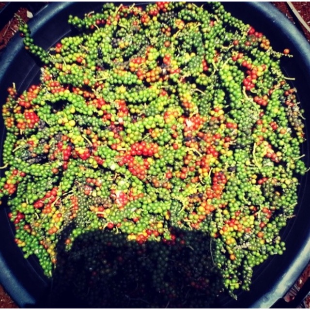 

Merica yang sudah di petik