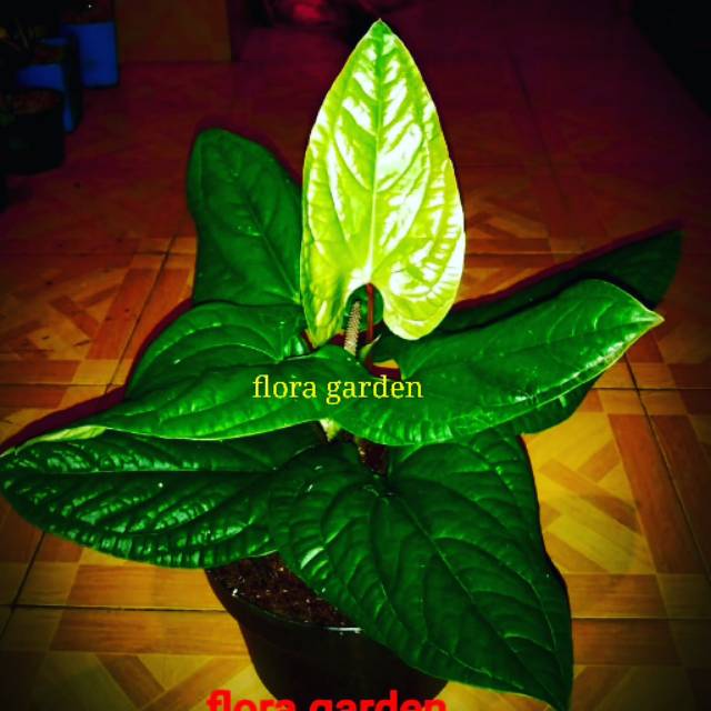 Tanaman hias anthurium sirih king daun besar