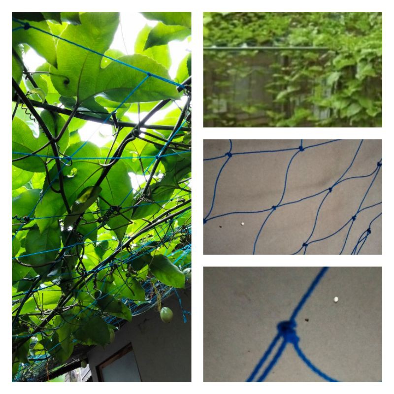 Jaring Rambatan Tanaman Jaring Tanaman Plant climbing net Jaring net tanaman Jaring rajut Tanaman