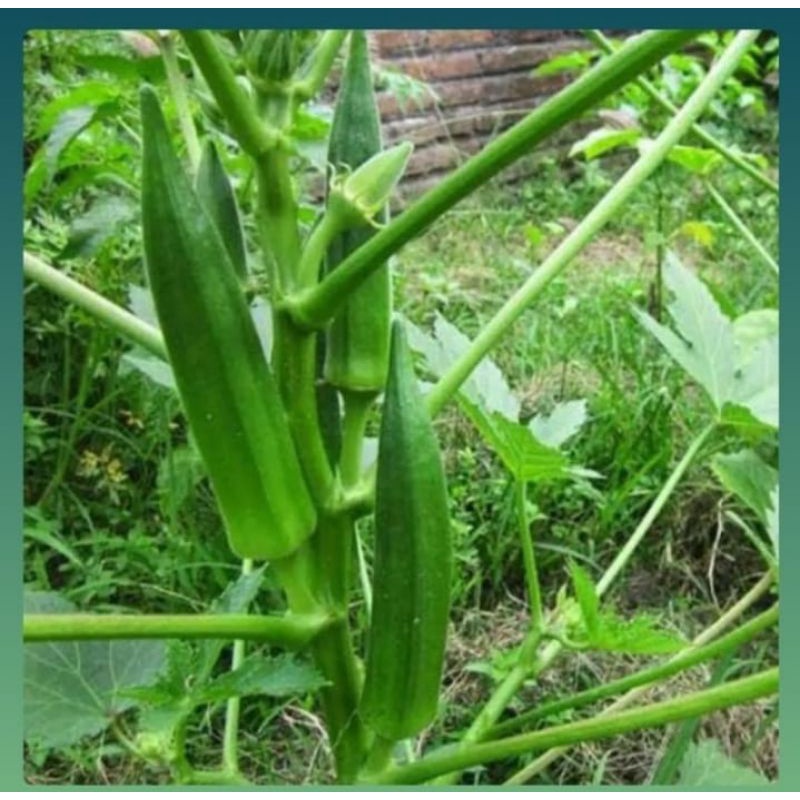 Jual Benih Bibit Kacang Okra Hijau Repack Shopee Indonesia