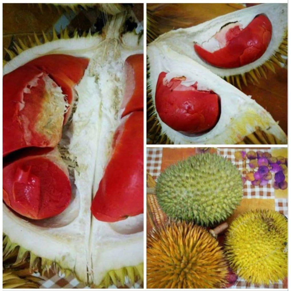 Bibit Durian merah banyuwangi asli