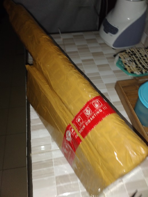 Tanaman Hias Aglonema Rotundum Aceh