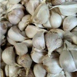 

bawang kating