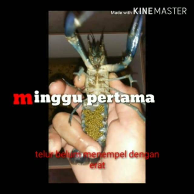Indukan lobster gendong telor