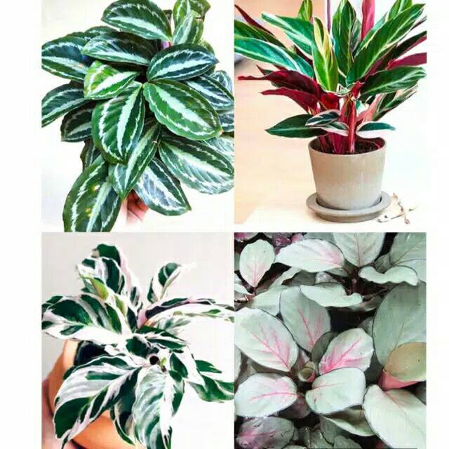 Paket tanaman hias calathea 4 tanaman silper back,tisu,silper plat, meranti bali