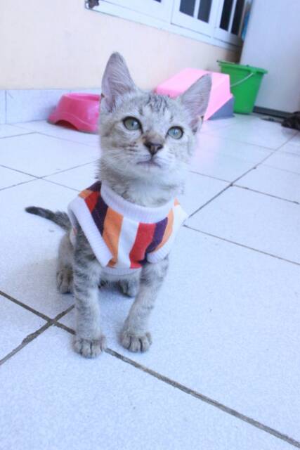 [PROMO MUSIM HUJAN] Kaos strip hangat lucu untuk kucing dan anjing murah size S-XL