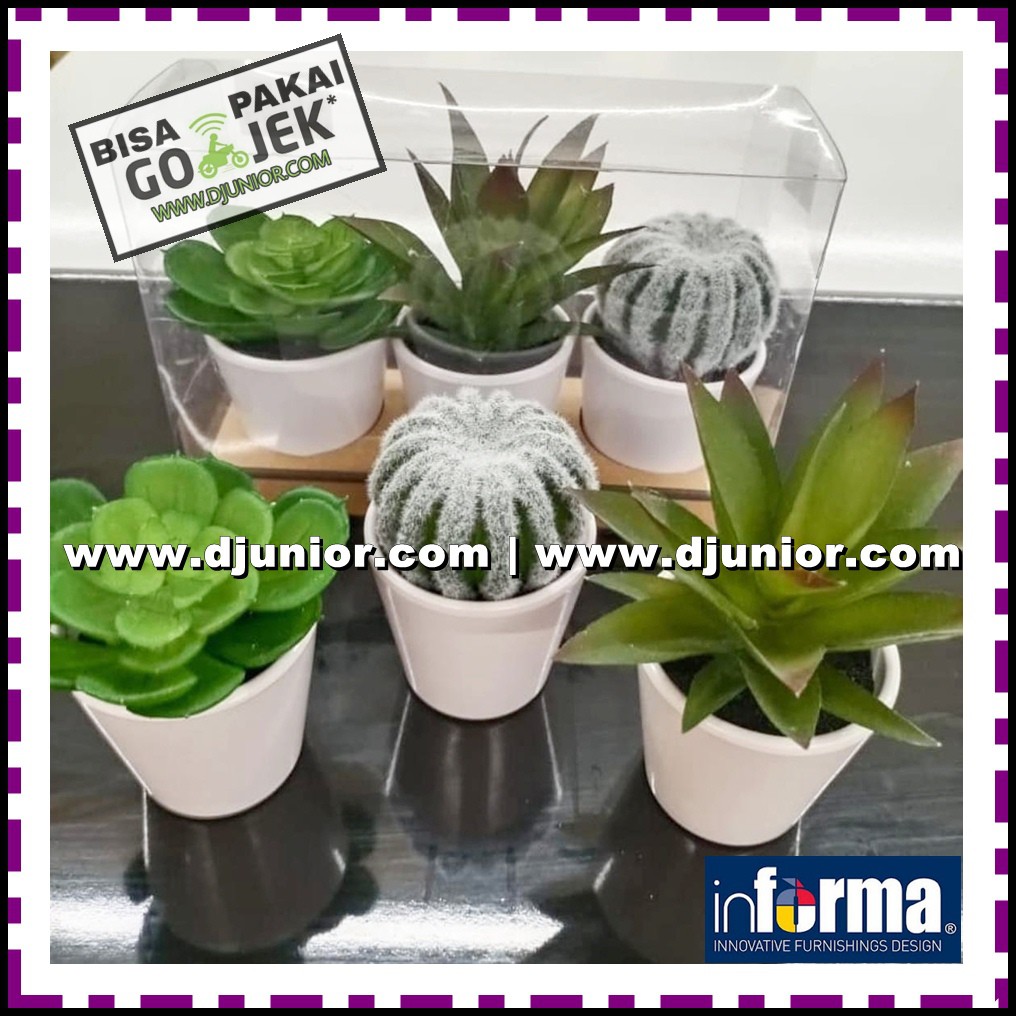INFORMA TWILIGHT MINI KAKTUS SET ISI 3 SUKULEN KAKTUS TIRUAN