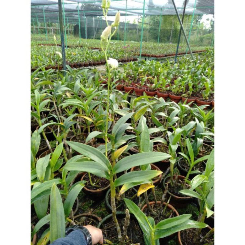 TANAMAN HIAS ANGGREK DENDROBIUM Sudah Knop-Spike WHITE STAR