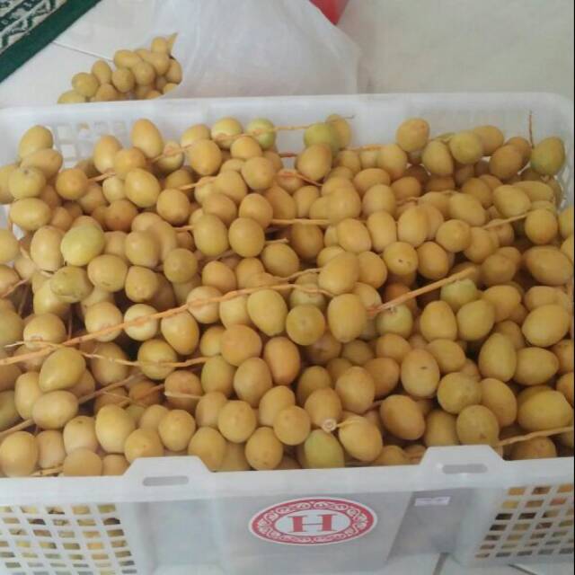 Kurma muda segar 1 Kg