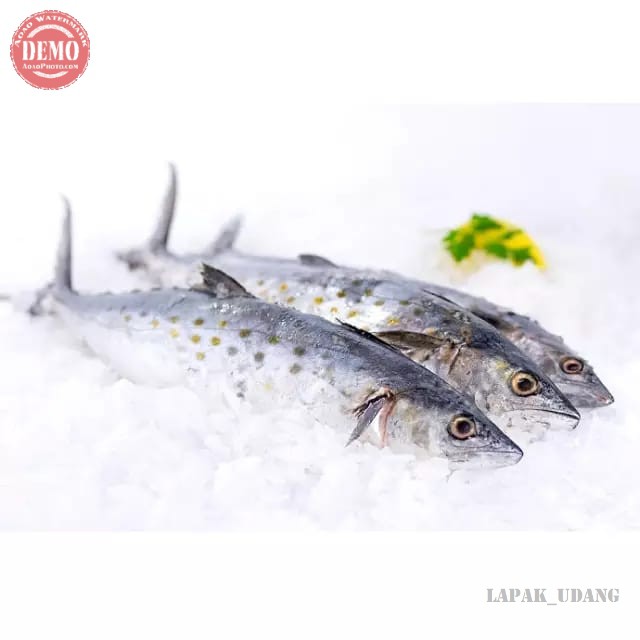 Ikan Tenggiri Segar Tengiri Betina