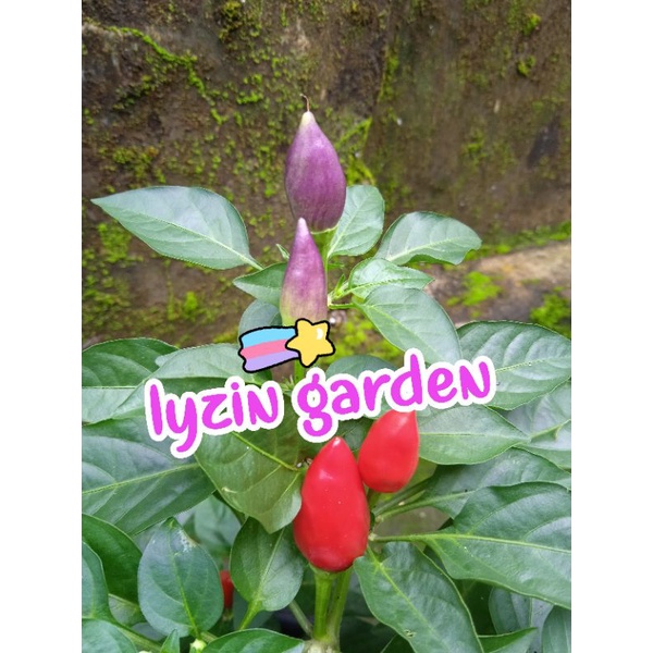 bibit cabe pelangi