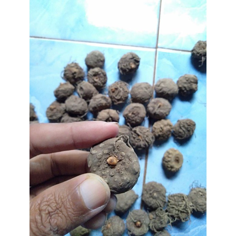 bibit umbi porang mini bijian