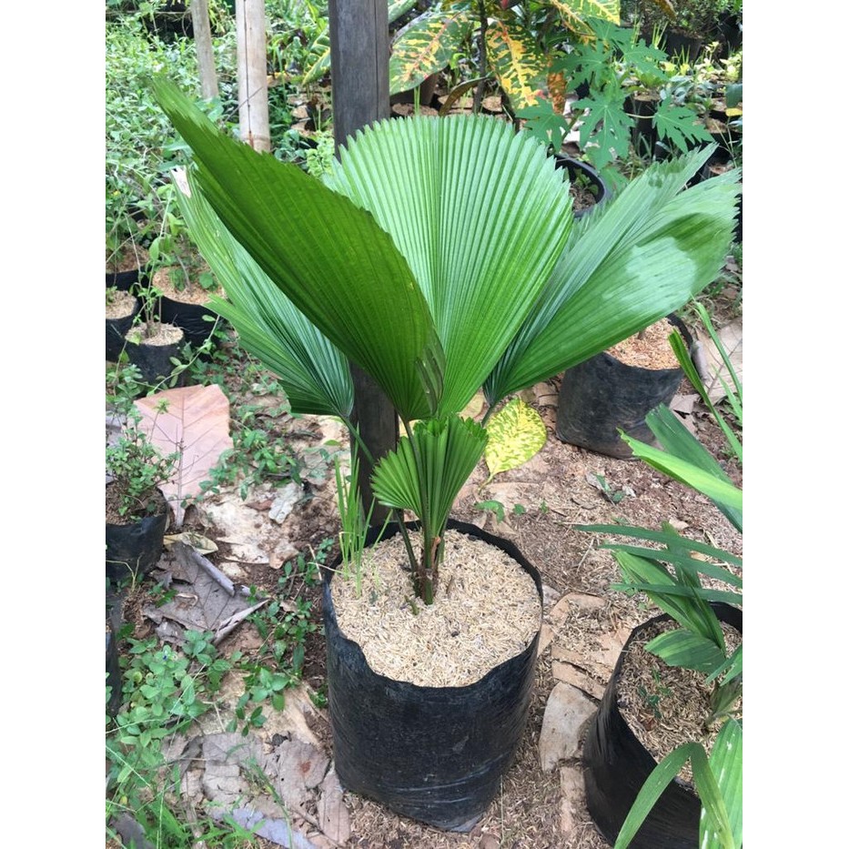 Tanaman Hias Palem Kipas - BakulKembang