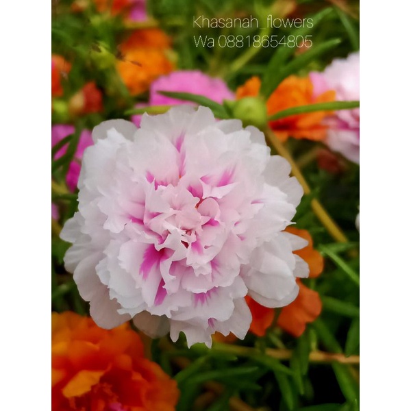 Bunga Krokot import id.Tissue