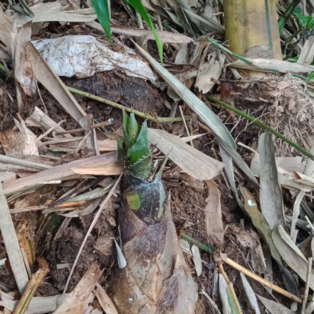 Inilah Manfaat Rebung Bambu Kuning Untuk Batu Ginjal 