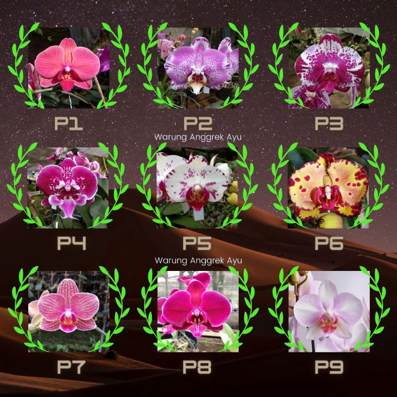 seedling anggrek bulan/bibit anggrek bulan taiwan hybrid (BEST SELLER)