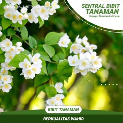 Bibit Bunga Melati Tanaman Bunga Melati