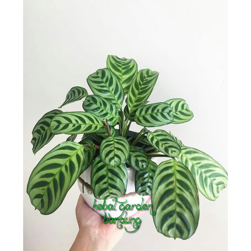  Tanaman  Maranta ekor  merak  calathea burlemarx Shopee 