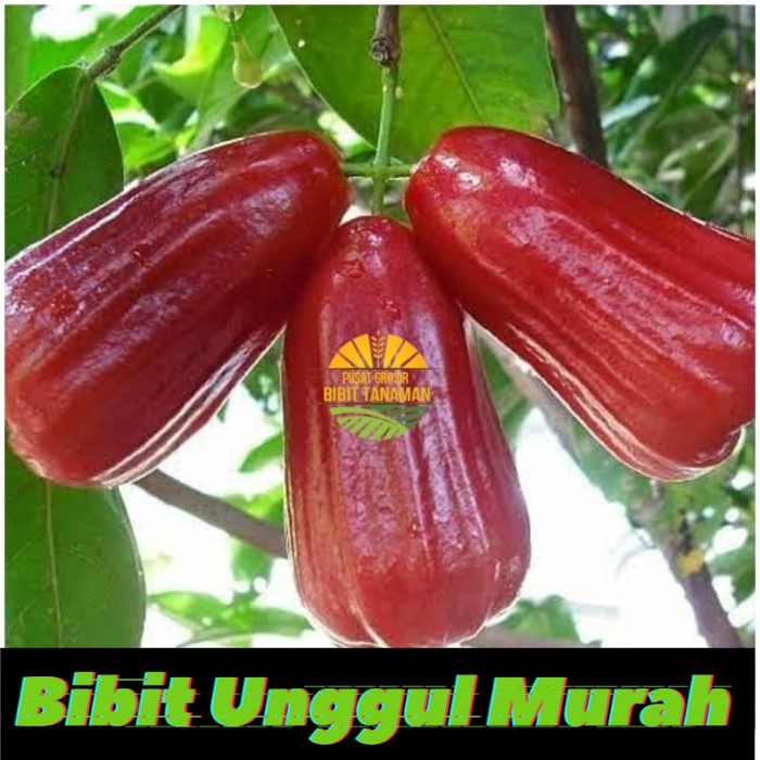 bibit jambu air citra