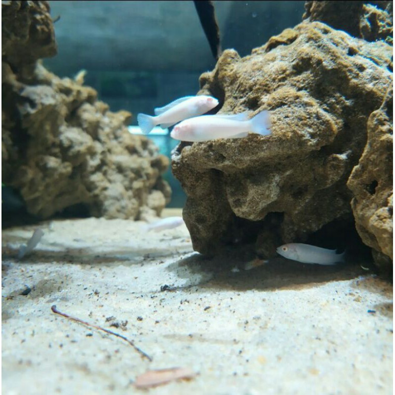 

Ikan Chiclid Snow White 3-4cm khusus grab gojek