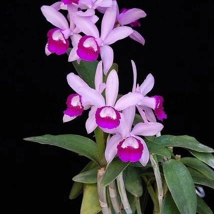 tanaman hias Anggrek Dendrobium pink purple mixx