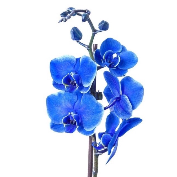 JUAL PROMO) Tanaman Hias Anggrek Dendrobium Bunga Blue Bird-Bunga Anggrek Hidup Murah-Gantung Indoor