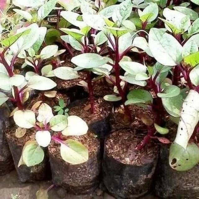 

Bibit Herbal Binahong Merah