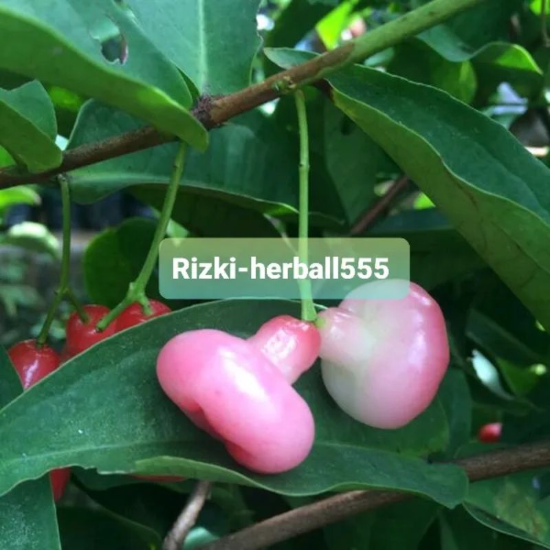 

jual daun jambu air segar per 250 gram