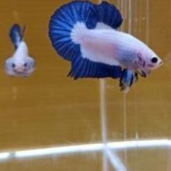 ✶ IKAN CUPANG HIAS BLUE RIM THAILAND ⅎ