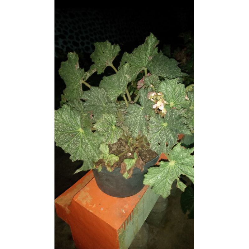 begonia Rhizomatus