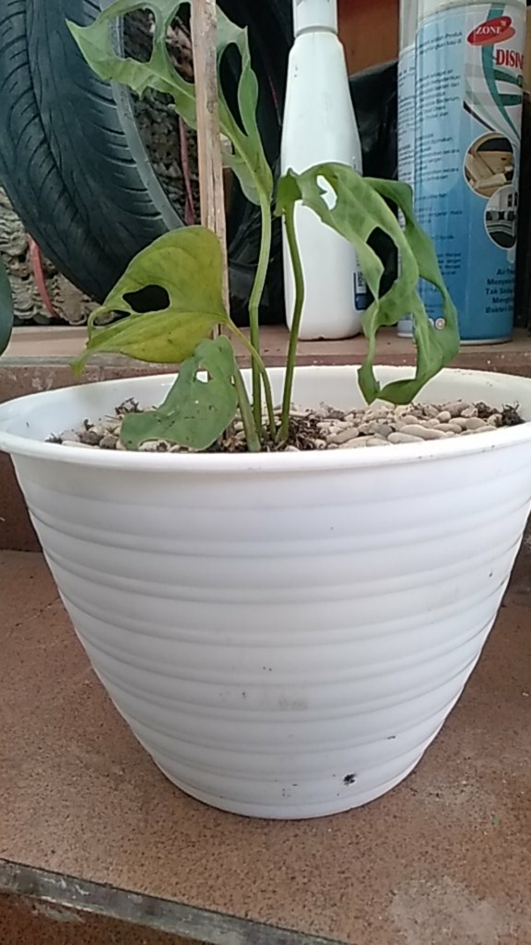 Pot Bunga Plastik Tawon 22 Cm Putih