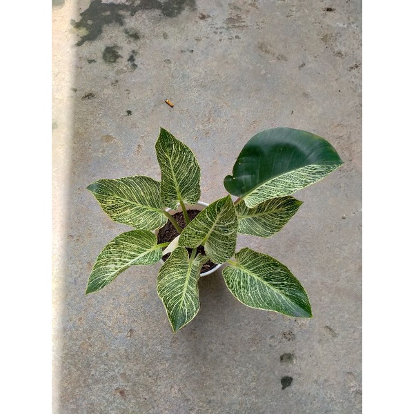 Philo Birkin/philodendron birkin