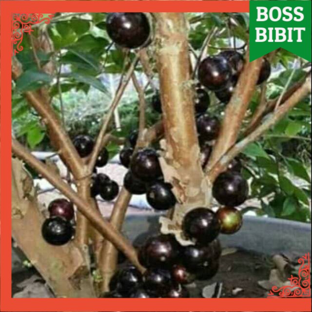 ID BIBIT ANGGUR POHON BRAZIL 1 METER / BRASI / SABARA / PRECO / ANGGUR POHON