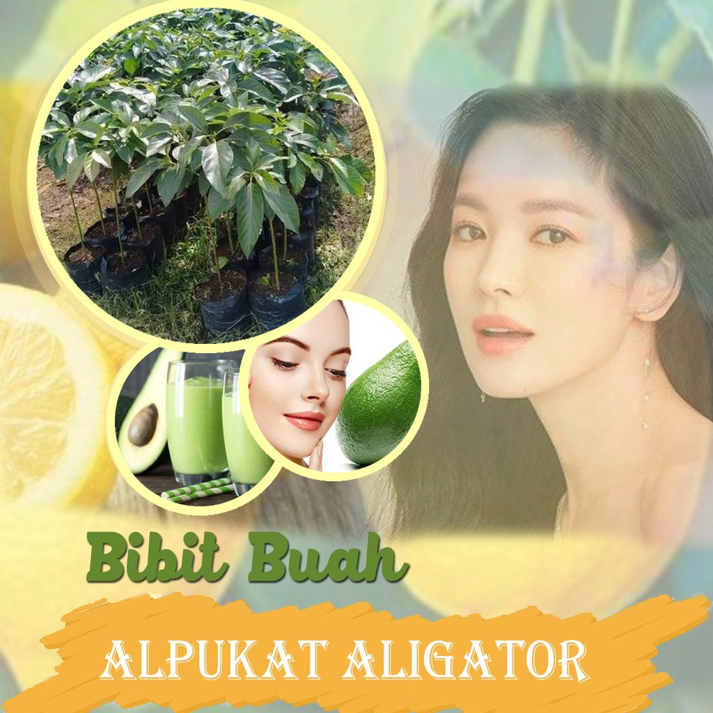 Bibit Buah Alpukat Aligator