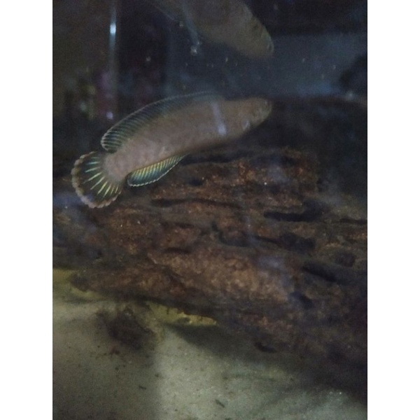 chana andrao 8-9cm biru cakep