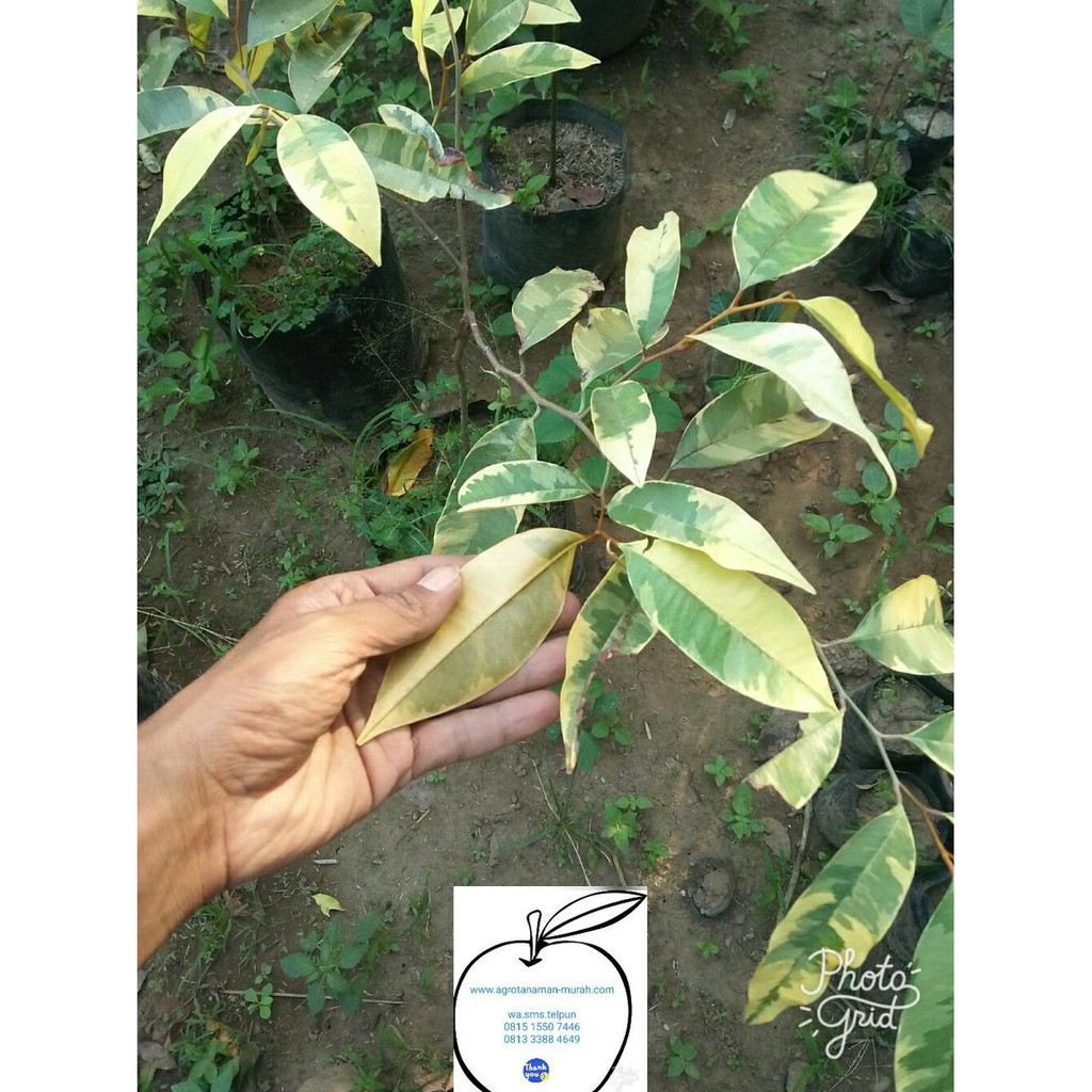 Xena Kenitu Varigata Atau Putih