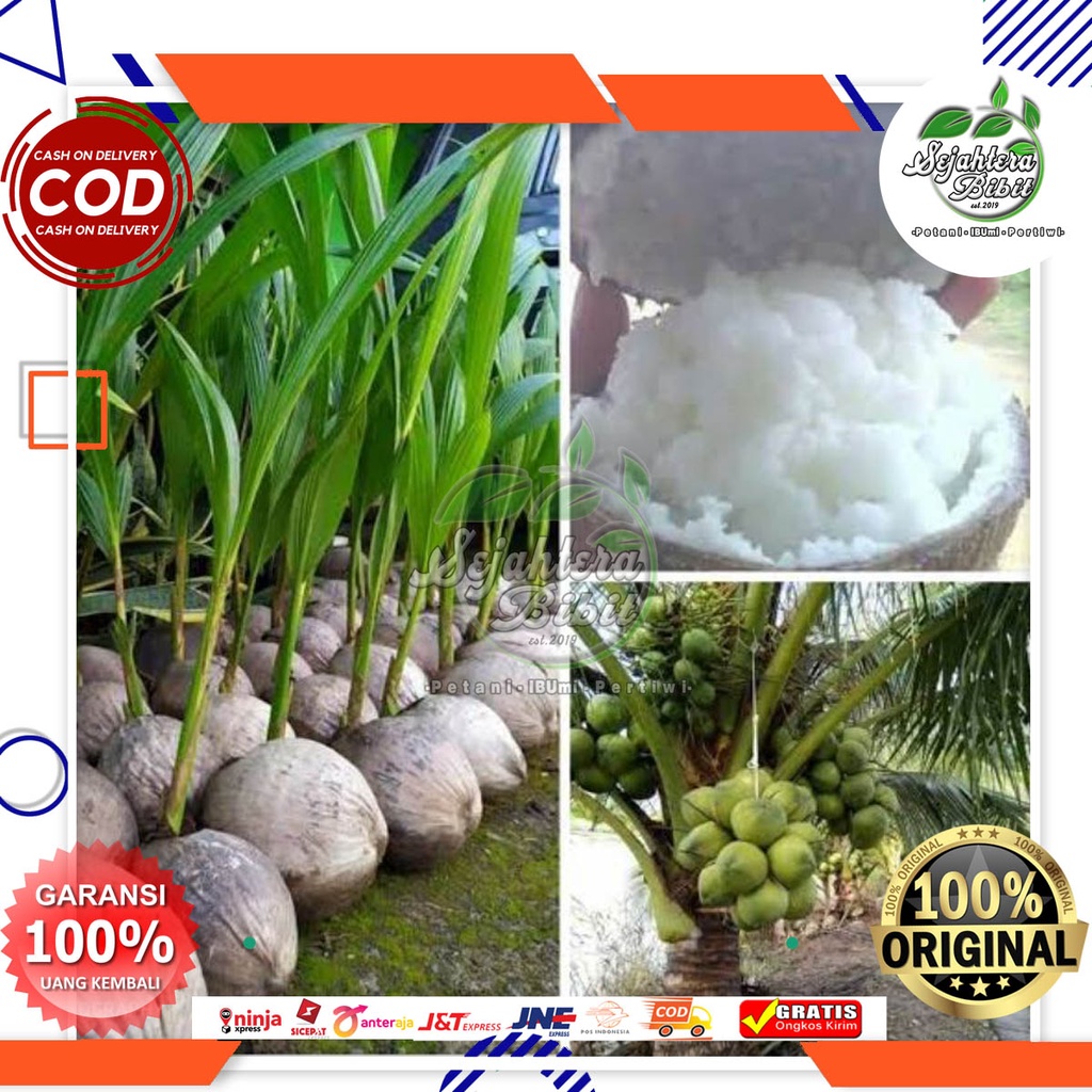bibit kelapa kopyor super genjah