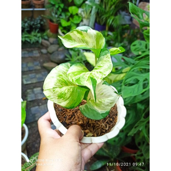 sirih manjula/manjula variegata /sirih keong