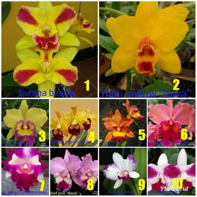 Anggrek Cattleya remaja